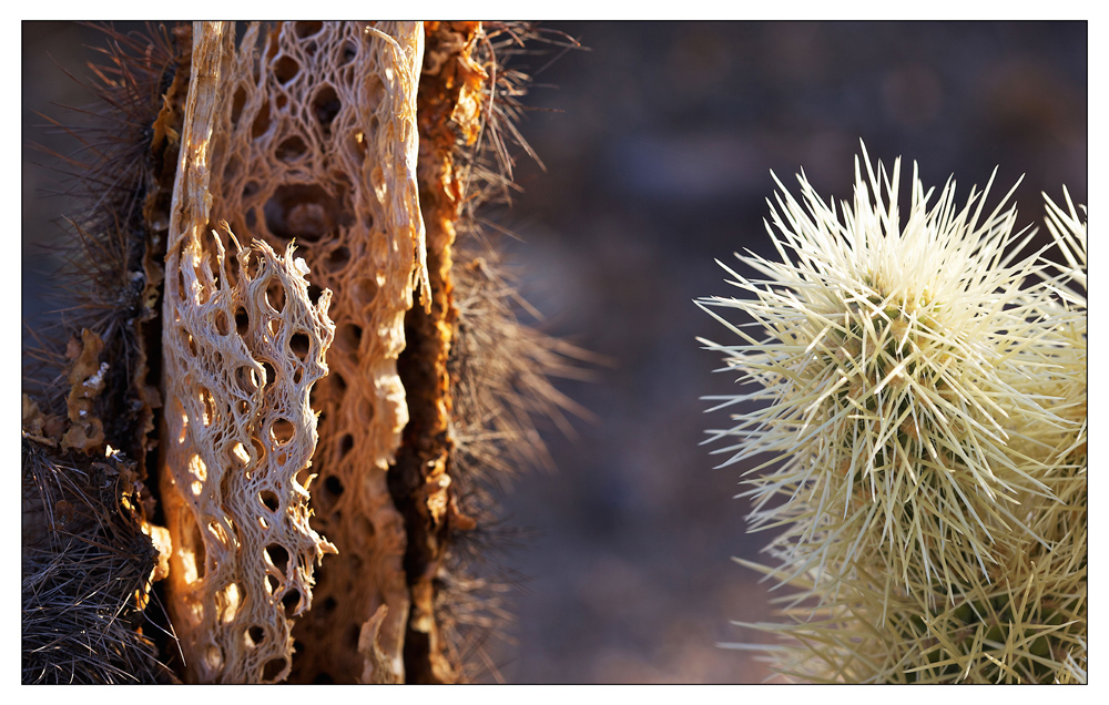 Joshua Tree