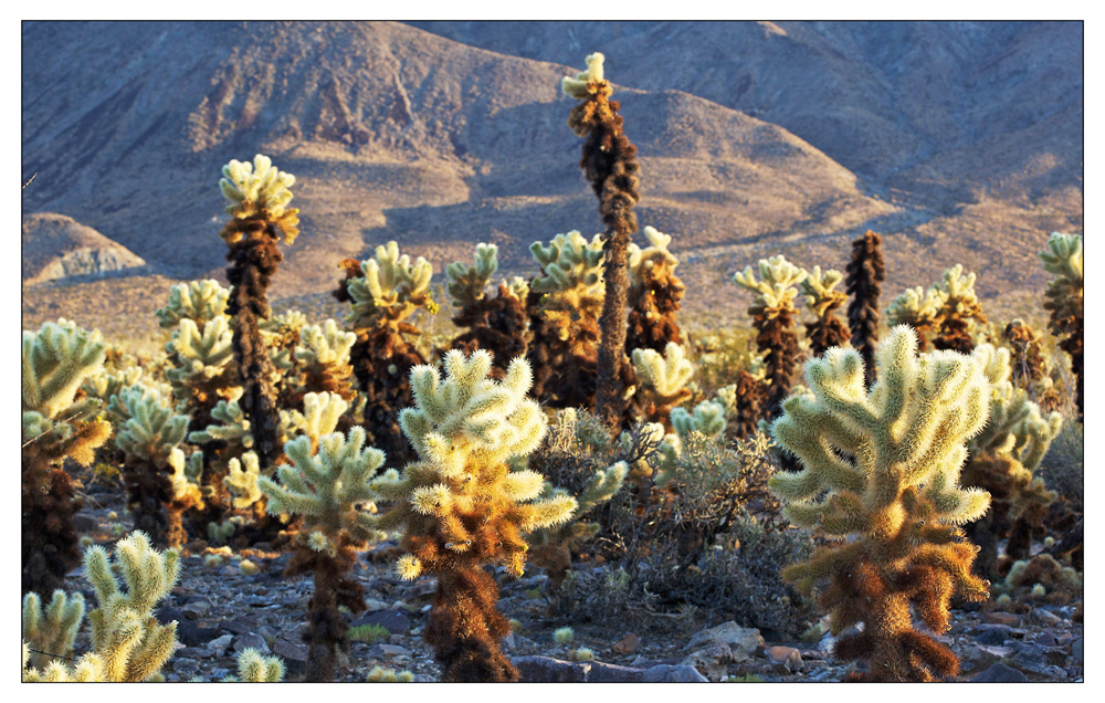 Joshua Tree