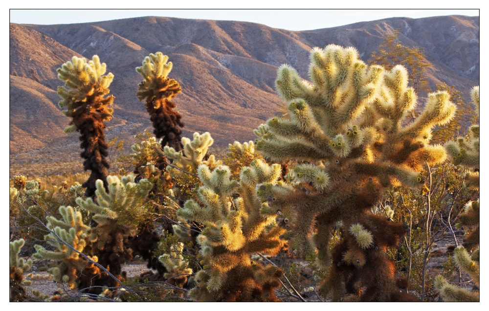 Joshua Tree