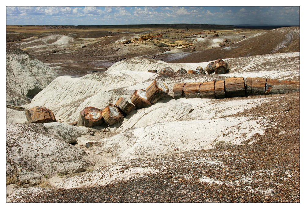 Petrified Forest