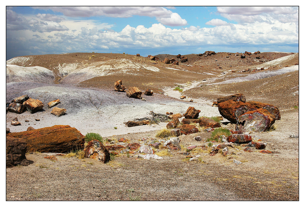 Petrified Forest