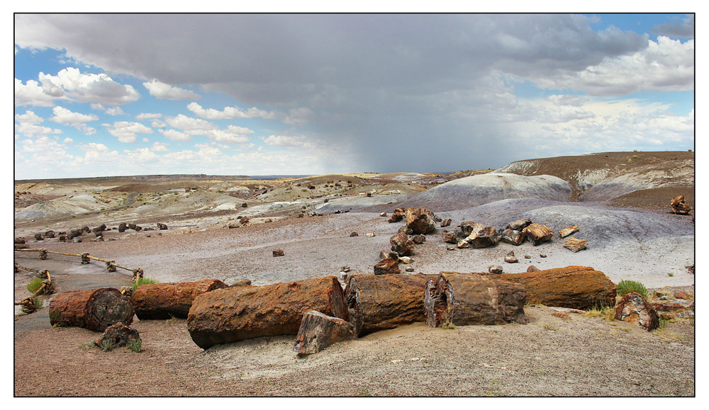 Petrified Forest