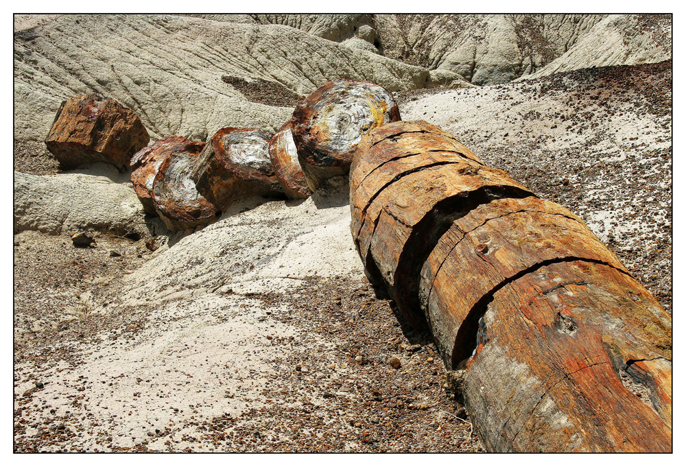 Petrified Forest