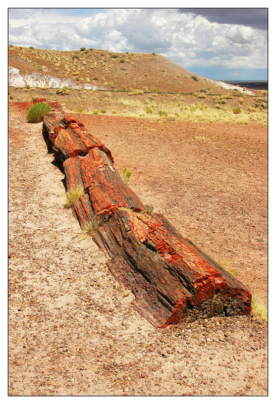 Petrified Forest