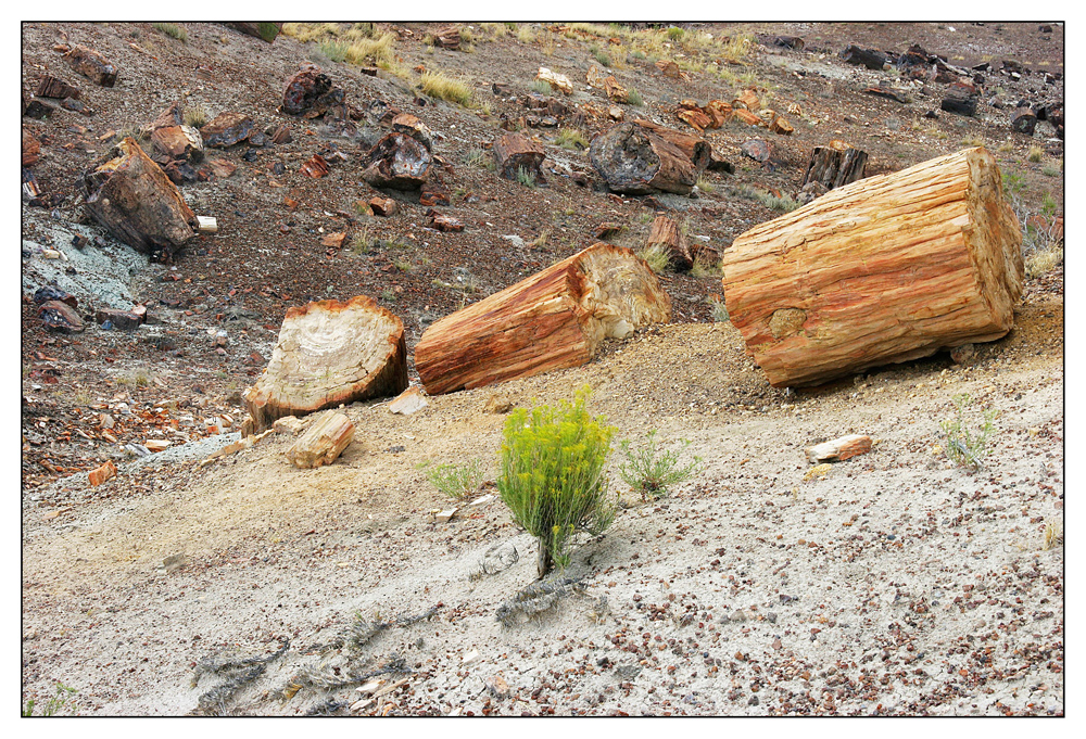 Petrified Forest