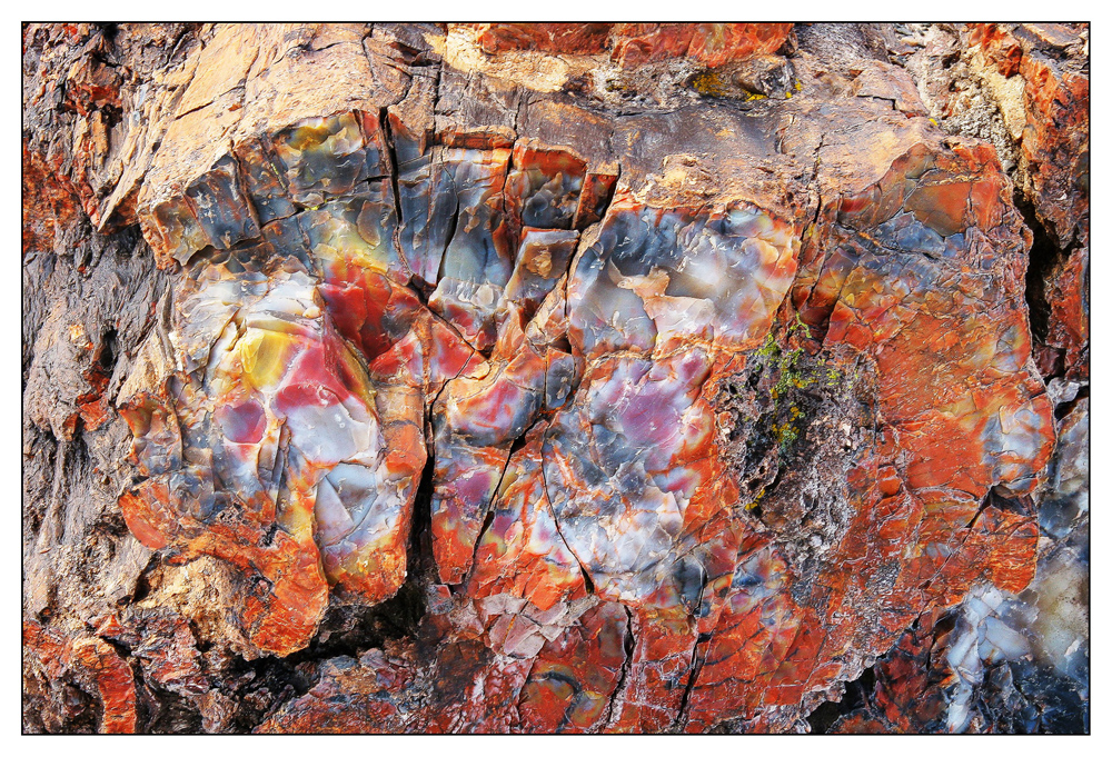 Petrified Forest