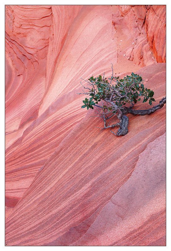 Vermilion Cliffs