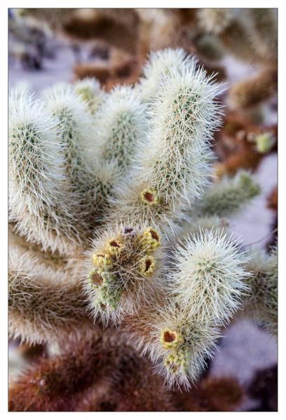 Cholla Gardens