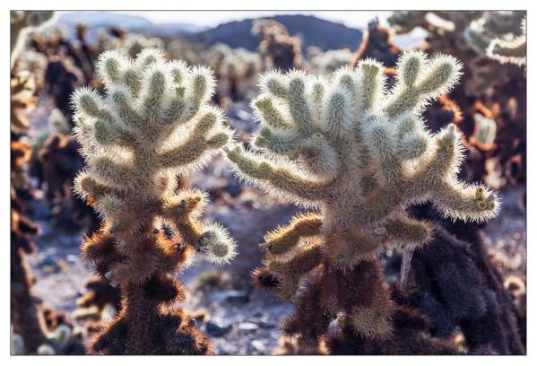 Cholla Gardens