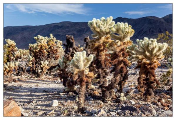 Cholla Gardens