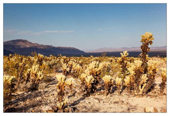 Cholla Gardens