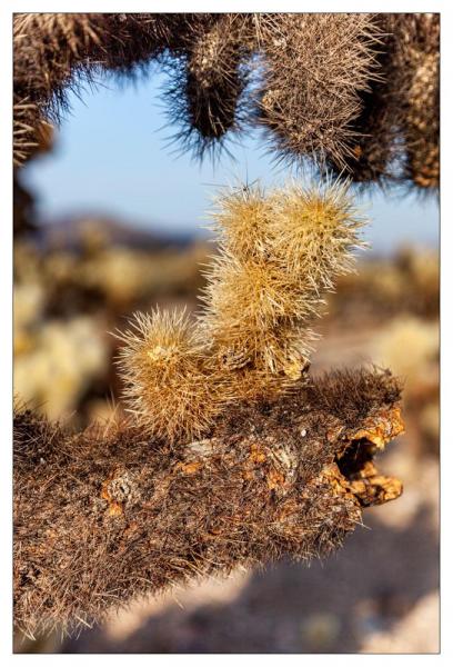 Cholla Gardens