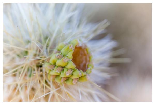 Cholla Gardens