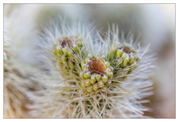 Cholla Gardens