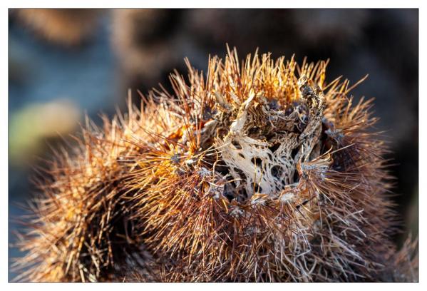 Cholla Gardens