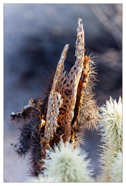 Cholla Gardens