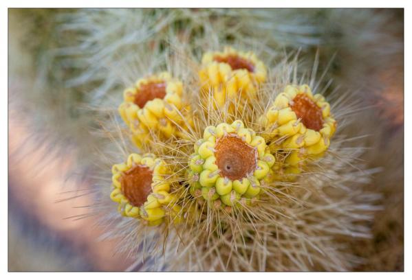 Cholla Gardens