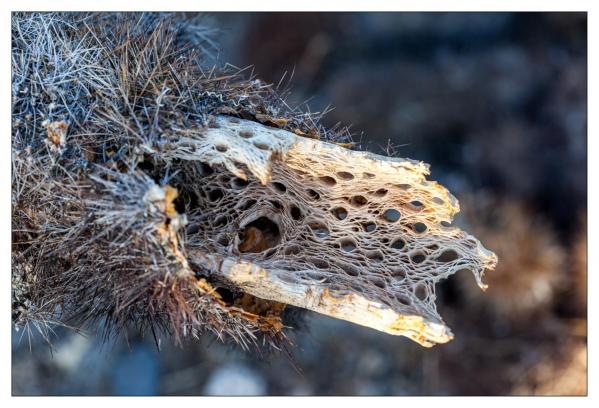 Cholla Gardens