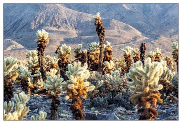 Cholla Gardens