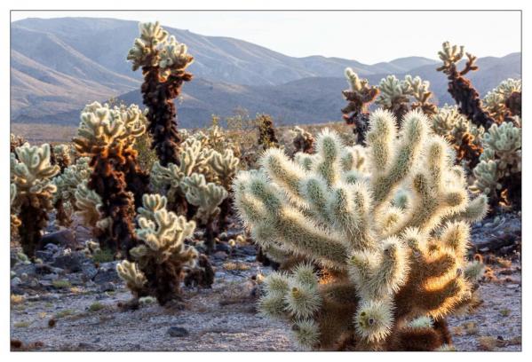 Cholla Gardens