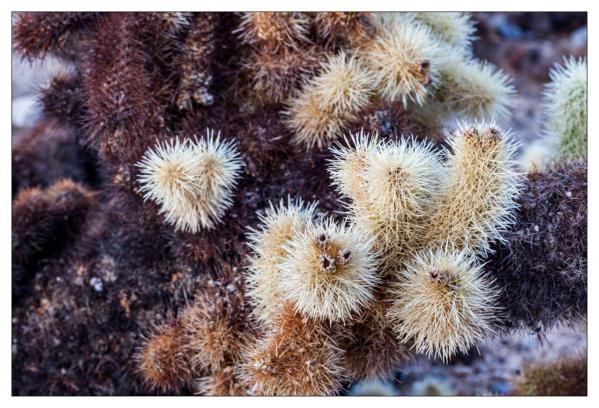 Cholla Gardens