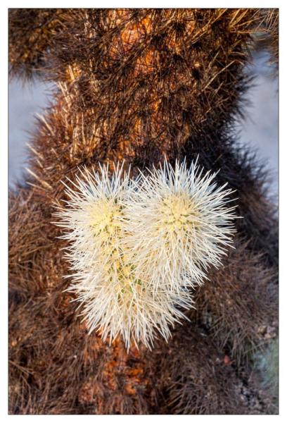 Cholla Gardens