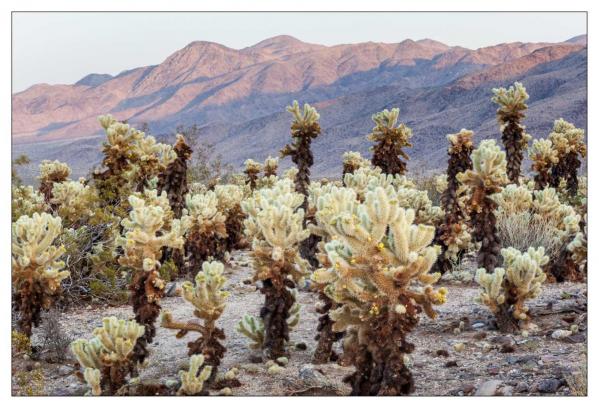 Cholla Gardens