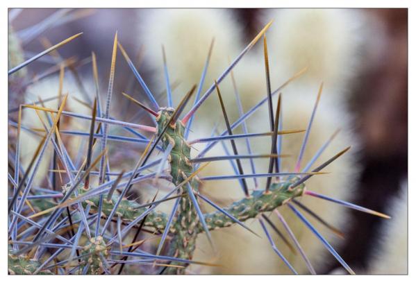 Cholla Gardens