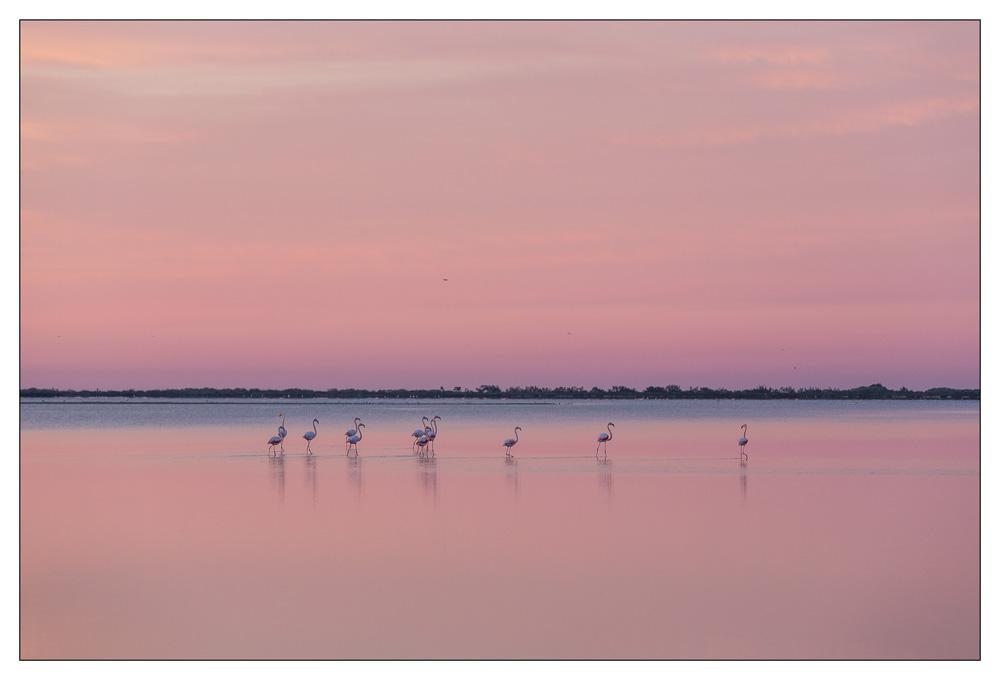 Petite Camargue