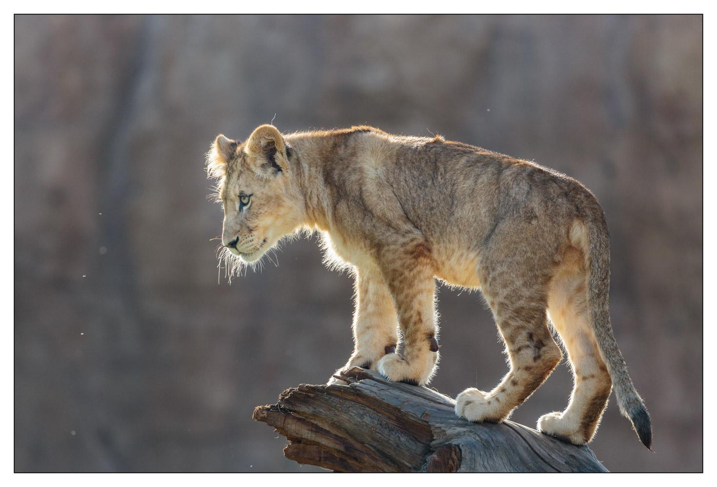 Zoo de Beauval