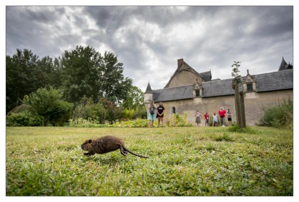 Fougères sur Bièvre