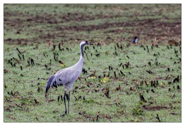 Grues