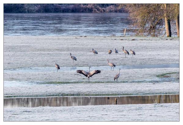Grues