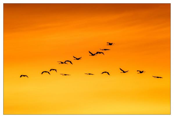 Grues