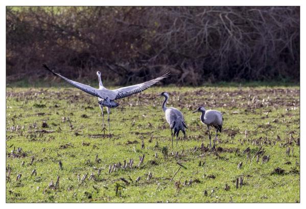 Grues