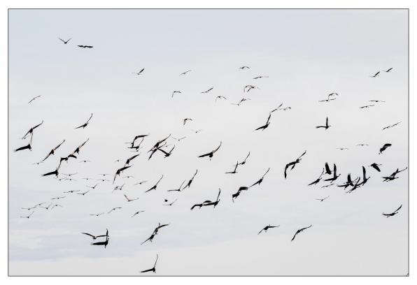 Grues