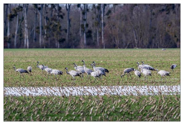 Grues