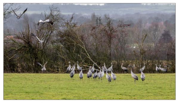 Grues