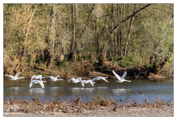 Bords de Loire