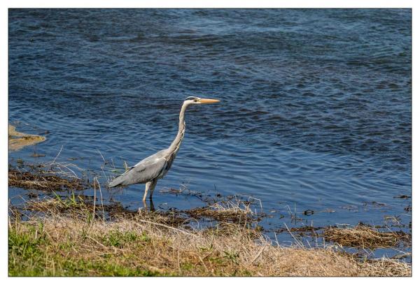 Bords de Loire