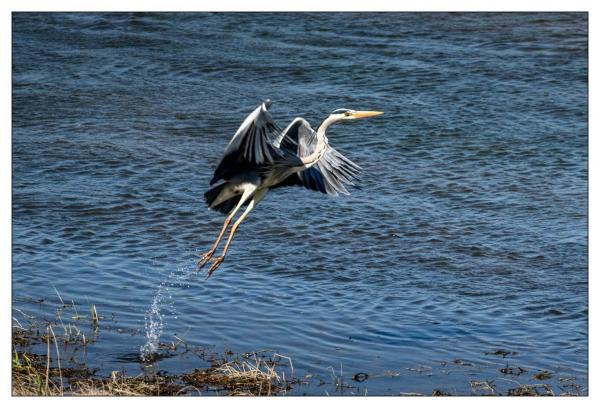 Bords de Loire