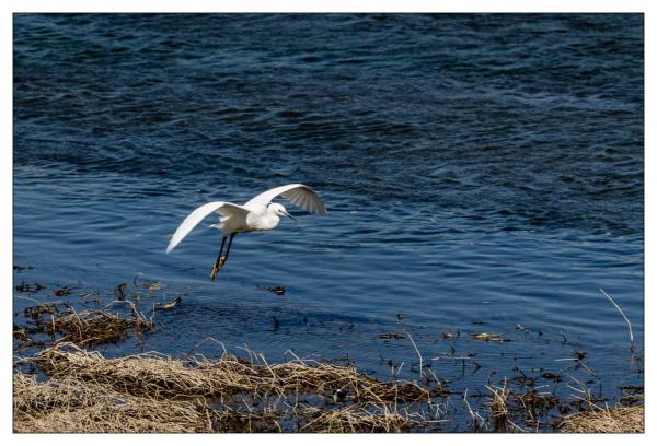 Bords de Loire