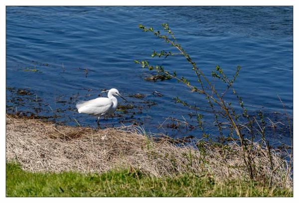 Bords de Loire