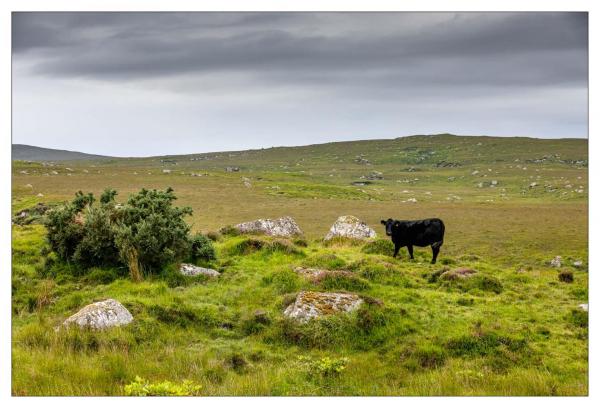 Connemara