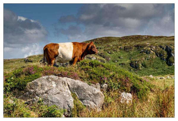 Connemara