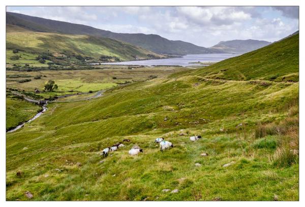 Connemara