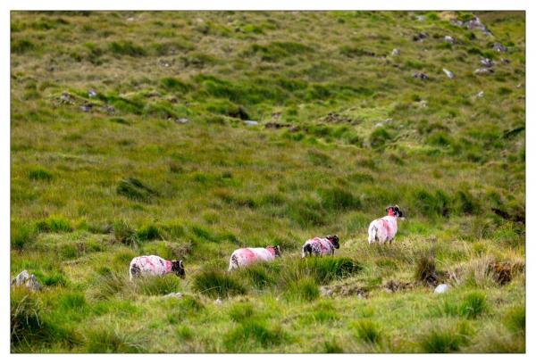 Connemara