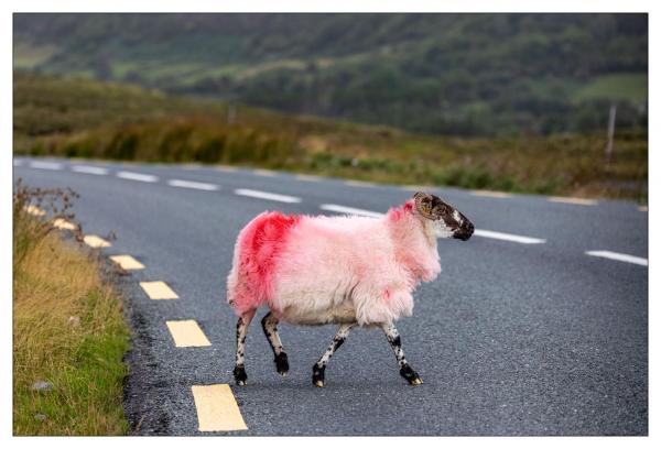 Connemara