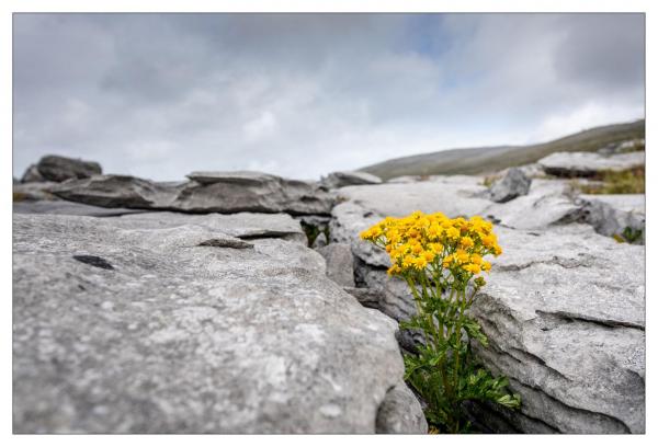 Burren