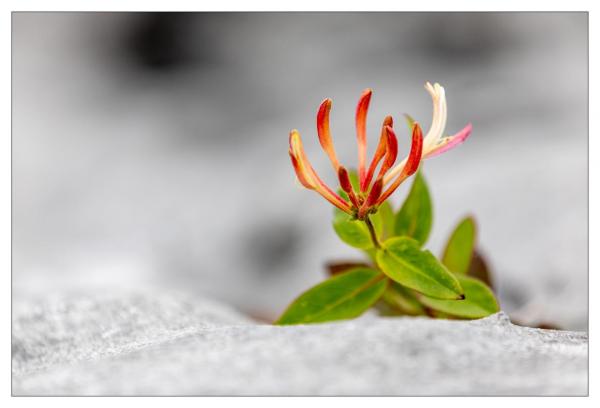 Burren